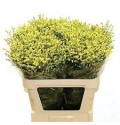 ΛΙΜΟΝΙΟΥΜ  ΚΙΤΡΙΝΟ  LIMONIUM CHINA YELLO SUMMER